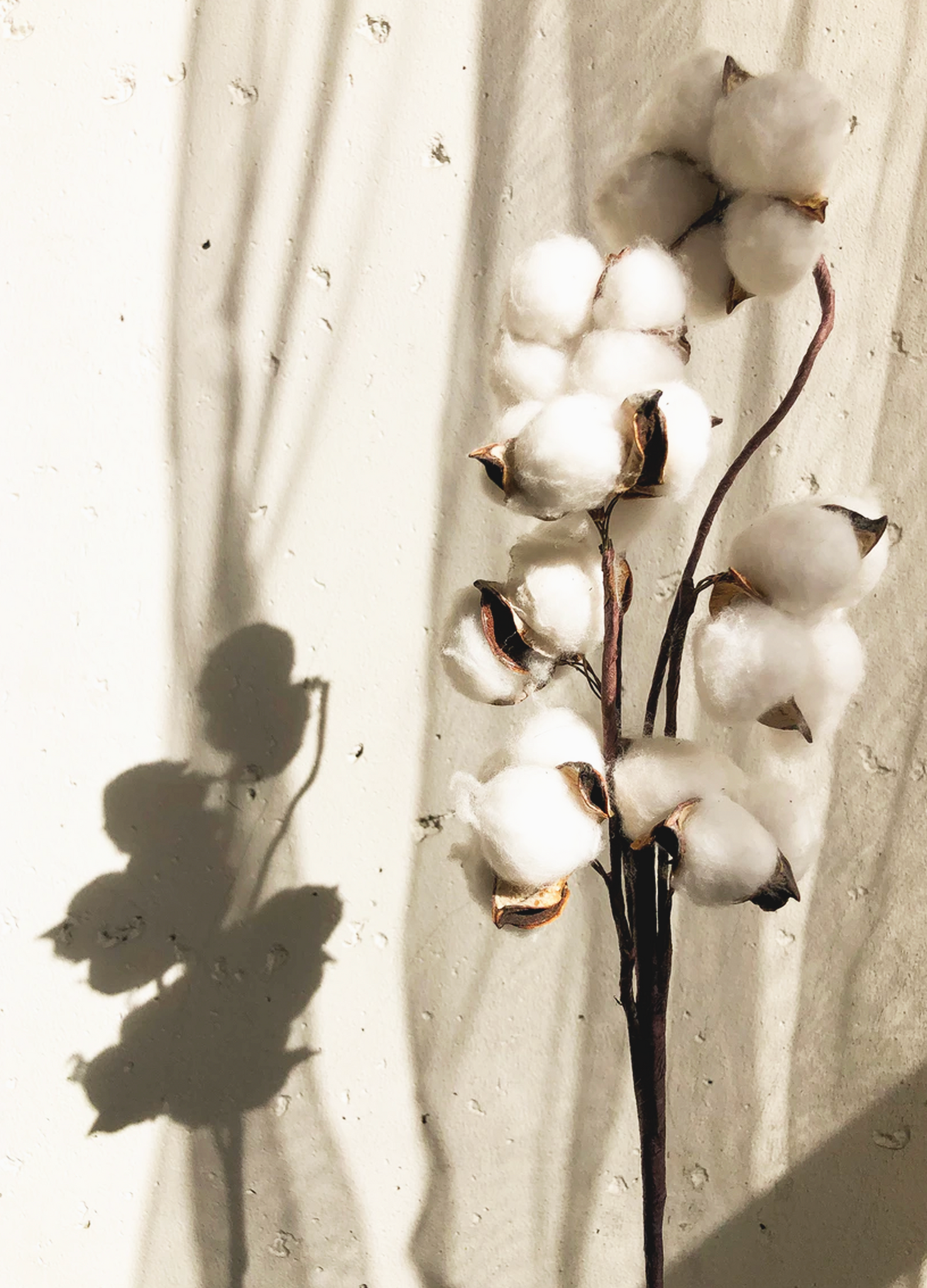 WHAT IS ORGANIC COTTON?